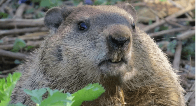 How Much Wood Can a Woodchuck Chuck? 2 Screenshot 2025 04 10 012236
